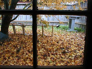 Fall leaves to rake