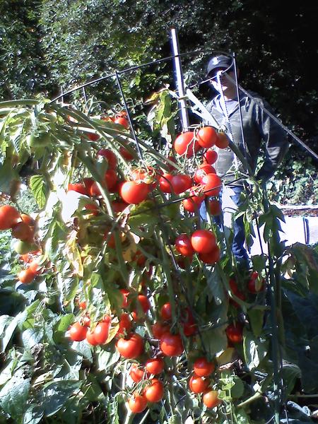 tomatoes-on-vine